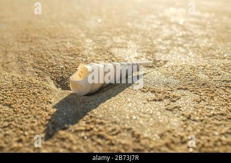 Turritella cingulifera, auch Schneckenschale genannt, an einem australischen Sandstrand. Stockfoto