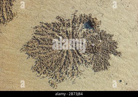 Burrow of the Scopimera Inflata, auch bekannt als Sand Bubbler Crab an einem Strand im Northern Territory von Australien. Stockfoto