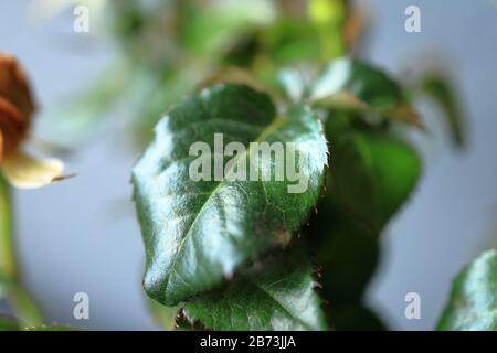 Grüne Blätter gelber Rosen Stockfoto