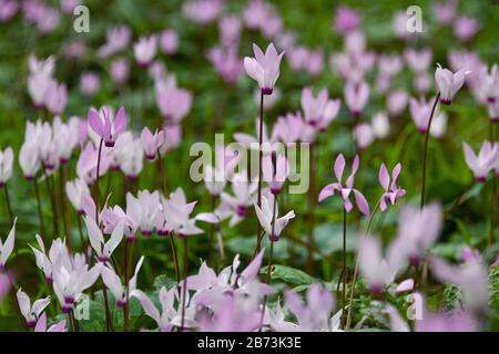 Ein Haufen Blühender persischer Violetten (Cyclamen persicum). Fotografiert in Israel im März. Stockfoto