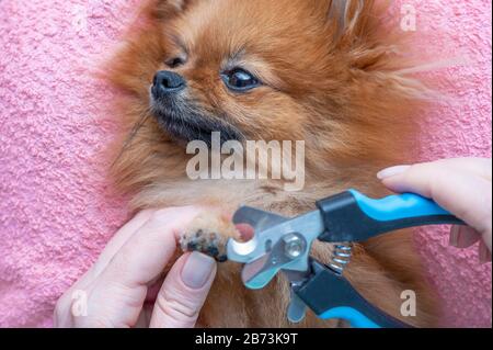 Frau schneidet Hundeklauen, pomeranisch, selektiver Fokus Stockfoto