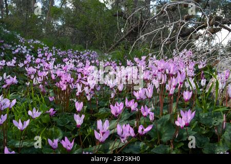 Ein Haufen Blühender persischer Violetten (Cyclamen persicum). Fotografiert in Israel im März. Stockfoto
