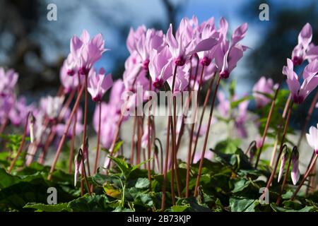 Ein Haufen Blühender persischer Violetten (Cyclamen persicum). Fotografiert in Israel im März. Stockfoto