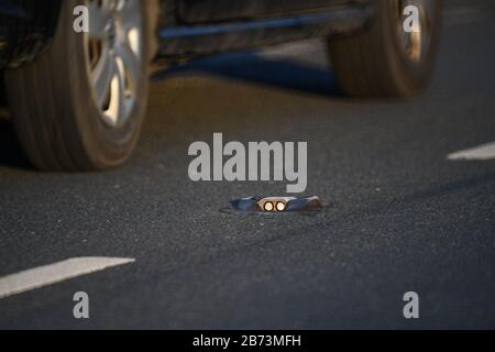 Verkehr, der an Catseyes vorbeigeht, die Scheinwerfer auf der Straße im Morgengrauen york yorkshire united Kingdom reflektieren Stockfoto