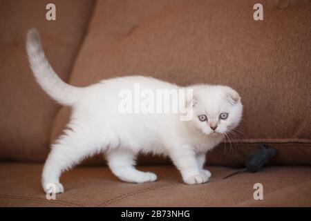 Haustier: Ein schottisches Kätzchen geht auf der Couch und sieht aufmerksam, smart aus. Stockfoto