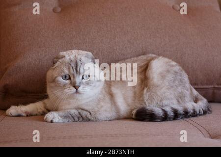 Haustier: Eine schottische Katze liegt auf der Couch und sieht wach und klug aus. Stockfoto