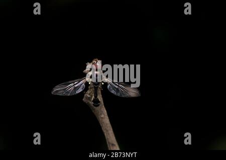 Allobaccha apicalis, Hoverfly, Pune, Maharashtra, Indien Stockfoto