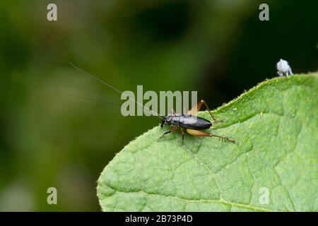 Dorsal Von Bush Cricket, Trigonidium humbertianum, Pune, Maharashtra, Indien Stockfoto