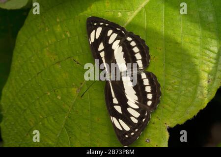 Indian Common Sailor, Neptis hylas varmona, Bhimashankar, Maharashtra, Indien Stockfoto