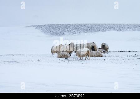 In einem Schneesturm versammelten sich Scharen von isländischen Schafen zum Schutz Stockfoto