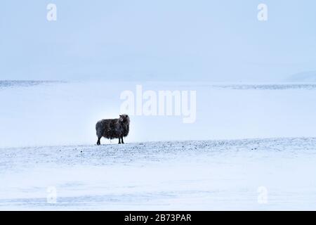 Einsame isländische schwarze Schafe in düsterer wilder Schneelandschaft mit sanft fallendem Schnee. Sein langes Vlies ist mit tiefgefrorenem Schnee bedeckt Stockfoto