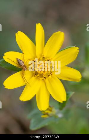 Luchsspinne auf gelber Blüte, Oxyopes pankaji, Pune, Maharashtra, Indien Stockfoto