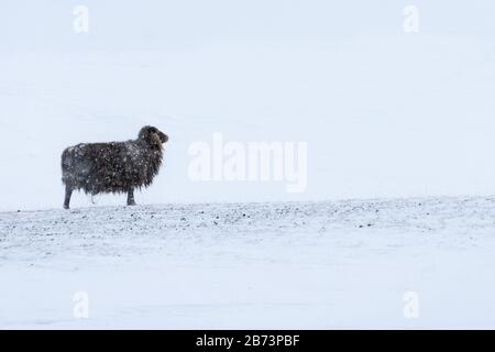 Einsame isländische schwarze Schafe in düsterem Wildschnee stürmen stoichartig in den Wind. Sein langes Vlies ist mit tiefgefrorenem Schnee bedeckt Stockfoto