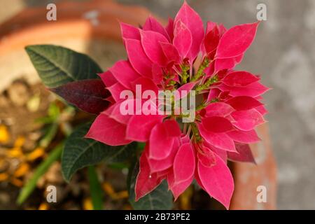 Hochwertige Tob Flower Stockfoto