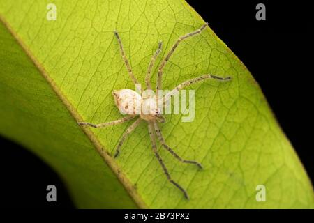 Junge Olios Milleti, Huntsman Spider, Sparassidae, Pune, Maharashtra, Indien Stockfoto