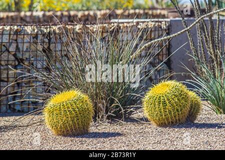 Kleiner Bunter Fass Cactus Im Desert Garden Stockfoto