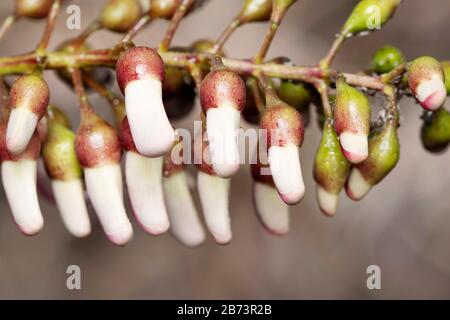 Knospen von Gliricidia sepium, Fababeae, Pune, Maharashtra, Indien Stockfoto