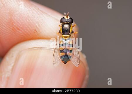Halten Sie Tote Hoverfly in der Hand, Eristalis transversa, Syrphidias, Pune, Mahrashtra, Indien Stockfoto
