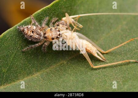 Schweres Pullover, auch als halbkopierte Schwerspringerspinne bekannt, Hyllus Semicupreus weibliche Jagd auf katydid Nymphe Stockfoto