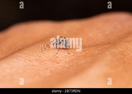 Malaria, Dengue-Träger, weibliche Anopheles-Mücken, Beißend Stockfoto