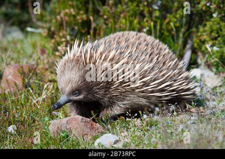 Tasmanische Echidna Stockfoto
