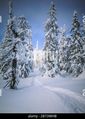 Schmaler Pfad im tiefen Schnee, der durch schneebedeckte Bäume in die Wildnis des norwegischen Waldes führt. Stockfoto