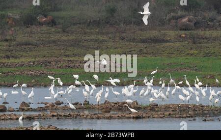 Haikou, Chinas Provinz Hainan. März 2020. Die Frettchen sind an einem Reservoir im Kreis Lingao, Südchinas Provinz Hainan, am 13. März 2020, zu sehen. Credit: Yang Guanyu/Xinhua/Alamy Live News Stockfoto