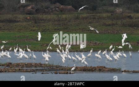 Haikou, Chinas Provinz Hainan. März 2020. Die Frettchen sind an einem Reservoir im Kreis Lingao, Südchinas Provinz Hainan, am 13. März 2020, zu sehen. Credit: Yang Guanyu/Xinhua/Alamy Live News Stockfoto