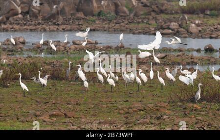 Haikou, Chinas Provinz Hainan. März 2020. Die Frettchen sind an einem Reservoir im Kreis Lingao, Südchinas Provinz Hainan, am 13. März 2020, zu sehen. Credit: Yang Guanyu/Xinhua/Alamy Live News Stockfoto