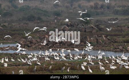 Haikou, Chinas Provinz Hainan. März 2020. Die Frettchen sind an einem Reservoir im Kreis Lingao, Südchinas Provinz Hainan, am 13. März 2020, zu sehen. Credit: Yang Guanyu/Xinhua/Alamy Live News Stockfoto