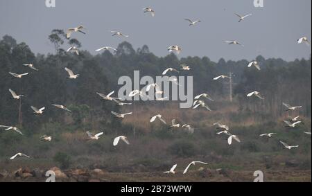 Haikou, Chinas Provinz Hainan. März 2020. Die Egrets fliegen am 13. März 2020 über einen Reservoir im Kreis Lingao, Südchinas Provinz Hainan. Credit: Yang Guanyu/Xinhua/Alamy Live News Stockfoto