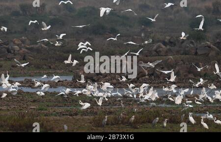 Haikou, Chinas Provinz Hainan. März 2020. Die Frettchen sind an einem Reservoir im Kreis Lingao, Südchinas Provinz Hainan, am 13. März 2020, zu sehen. Credit: Yang Guanyu/Xinhua/Alamy Live News Stockfoto