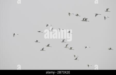 Haikou, Chinas Provinz Hainan. März 2020. Die Egrets fliegen über dem Mangrovenwald im Lingao County in der südchinesischen Provinz Hainan am 13. März 2020. Credit: Yang Guanyu/Xinhua/Alamy Live News Stockfoto