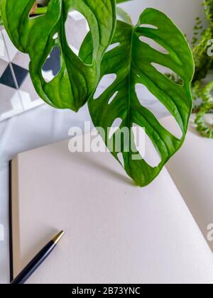 Leeres Notizbuch auf einem Büroschreibtisch mit Topfpflanzen wie einer Affenmaskenanlage auf weißem Hintergrund Stockfoto