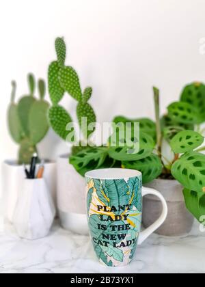 Keramikbecher mit lustigen Anführungszeichen, bei denen Menschen mit Pflanzensüchtigen mit verrückten Katzen-Damen auf einem Schreibtisch verglichen werden Stockfoto