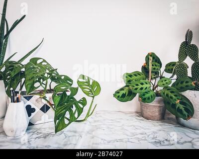 Weißer, sauberer Marmortisch mit zahlreichen grünen Pflanzen wie einer Affenmaskenanlage Stockfoto