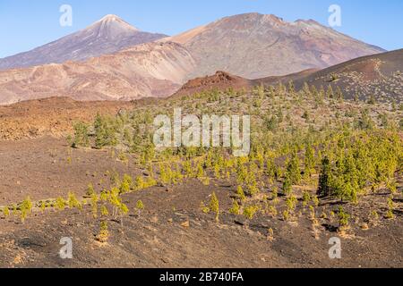 Mount Teide Vulkan und Pico Viejo, alter Gipfel, vom Berg Samara im Nationalpark Las Canadas del Teide, auf Teneras, Kanarischen Inseln, Sp Stockfoto