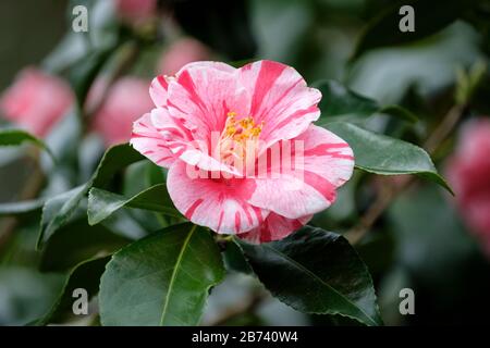 Rot-weiße, variierte Blumen von Camellia japonica "Tricolor Superba Stockfoto