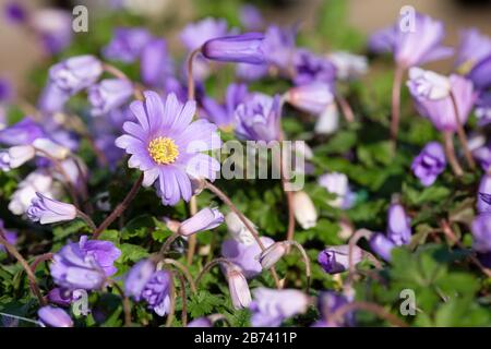 Anemone blanda blau, blau geblümtes Winterwindblumen, blaue Winterwindblume, Anemone blanda blaue Schattierungen Stockfoto