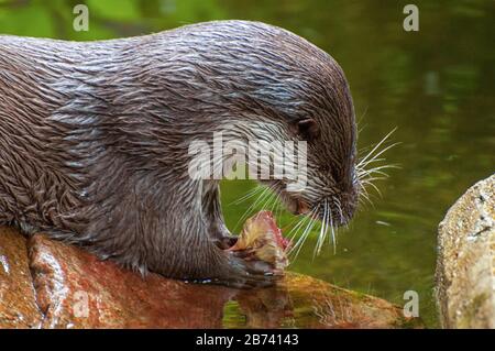 Ein Fischotter frisst seine Beute Stockfoto