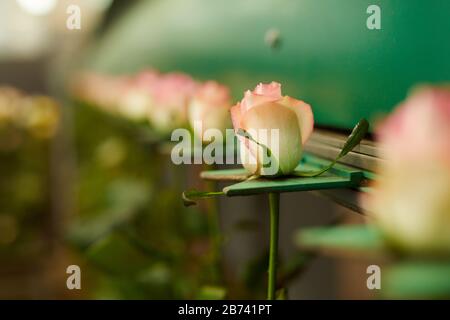 Nahaufnahme der schönen weißen Rosen, die speziell für den Verkauf im Gewächshaus wachsen Stockfoto