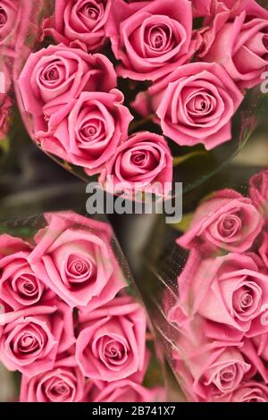 Hochwinkeliger Blick auf bunte Pink-schöne Rosen im Shop für Urlaub Stockfoto
