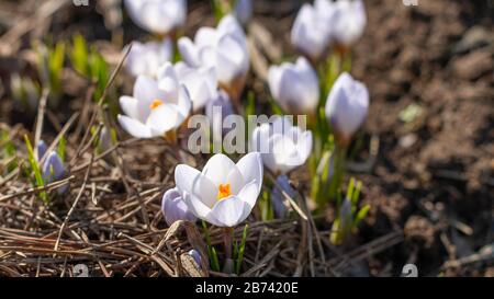 Eine Gruppe der ersten Frühlingsblumen in einem Wald, brauner Boden kein Gras, weiße Krokusse wachsen am Boden im frühen Frühling sonnigen Tag Stockfoto