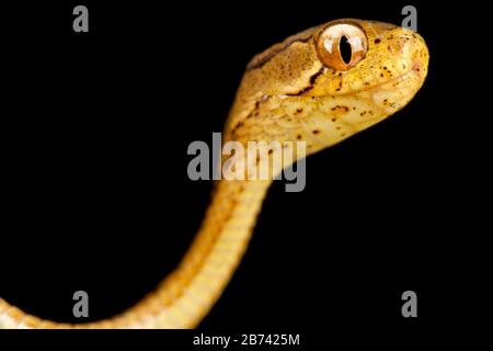 Gefesselte Schlange mit Kekelschlaufeln (PAreas carinatus) Stockfoto