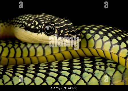 Goldene fliegende Schlange (Chrysopelea ornata) Stockfoto