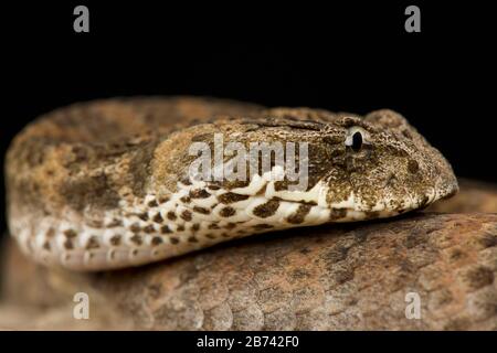 Todesadder (Acanthophis antarticus) Stockfoto