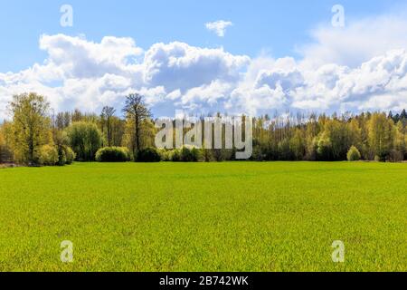 Helle Frühlings-Landschaft, Grünfeld, sonniges Wetter, grünes Feld und blauer Himmel. Stockfoto