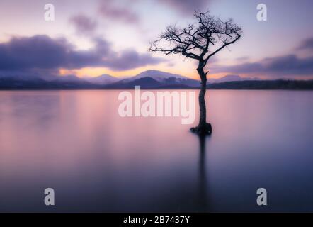 Sonnenuntergang Ein einsamer Baum in Milarrochy Bay Loch Lomond und der Trossachs National Park in der Nähe von Balmaha Stirling Scotland UK GB Europe Stockfoto