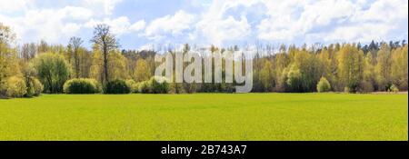 Helle Frühlings-Landschaft, Grünfeld, sonniges Wetter, grünes Feld und blauer Himmel. Stockfoto