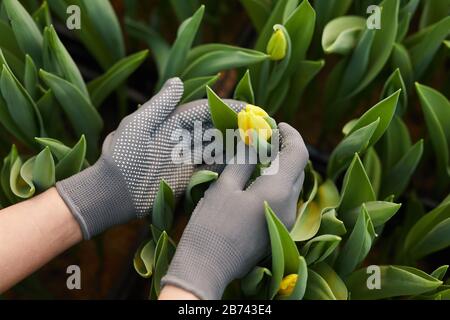 Nahaufnahme der Frau in Handschuhen, die sich um gelbe Tulpen kümmert, während sie im Gewächshaus wachsen Stockfoto
